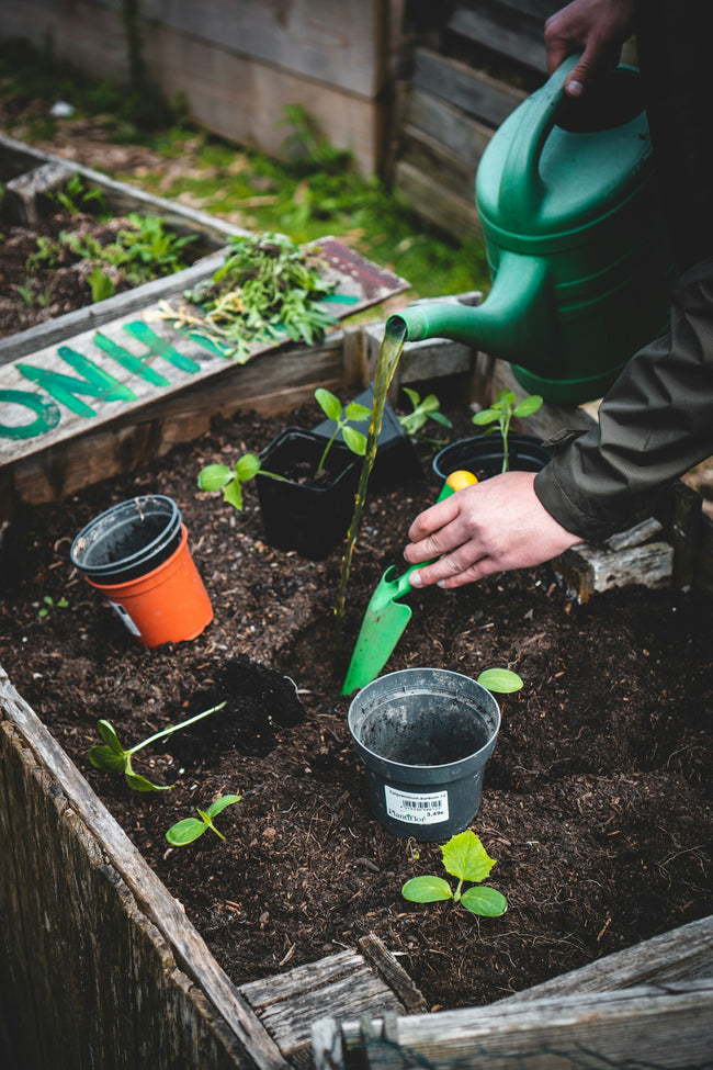 Seedlings being planted in a wooden raised garden bed